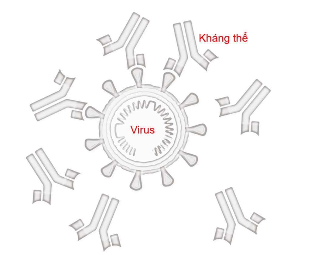 Antibody and virus 1