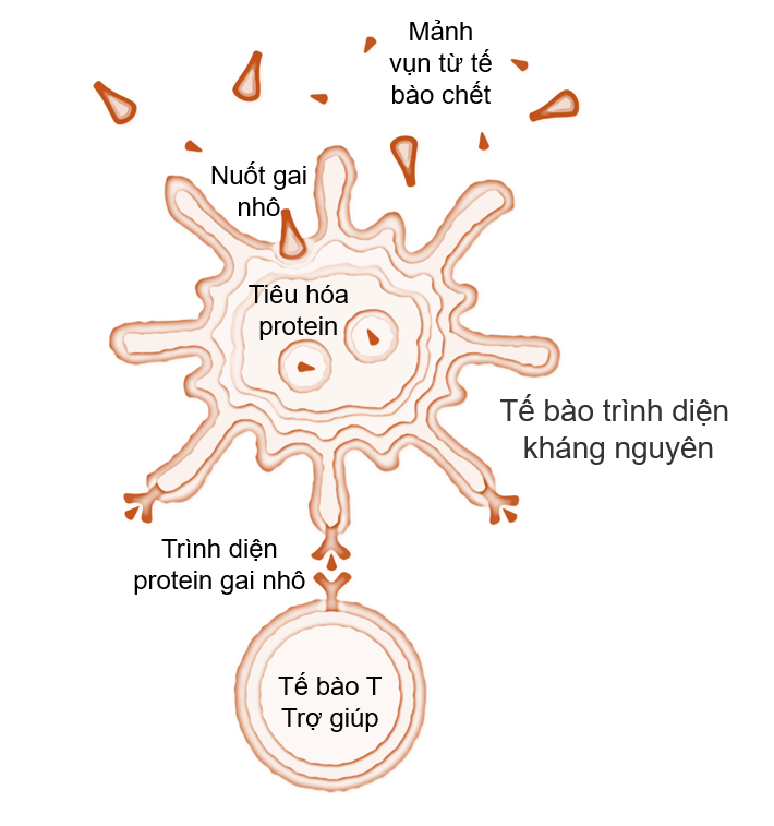 T cell 1