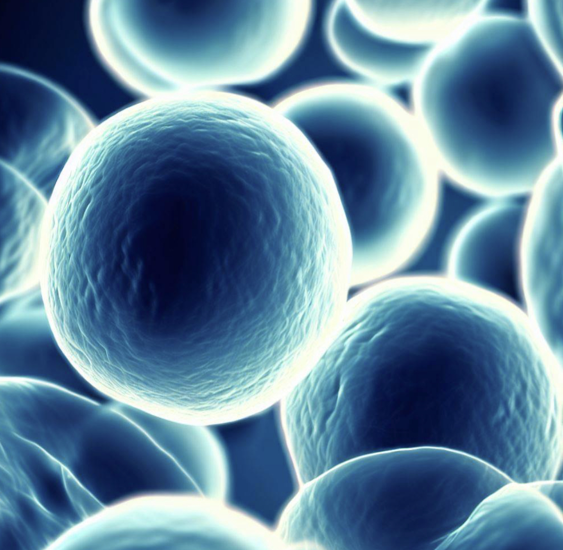 Aphexda - Thuốc mới sử dụng trong việc huy động tế bào gốc - Thế Giới ...